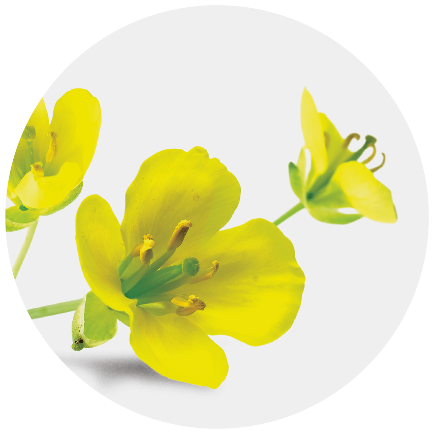 Canola Flower